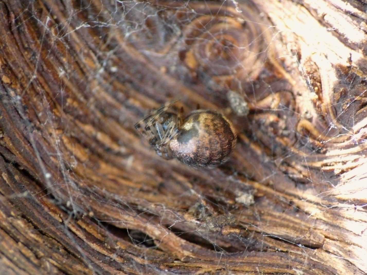 Ragnetto sotto la corteccia (Theridion sp?)